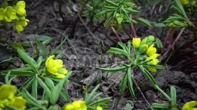 视频滑块。 裸子植物-昙花一现的花，野生黄色的初花。 从乌克兰红皮书中<strong>难得</strong>看到。